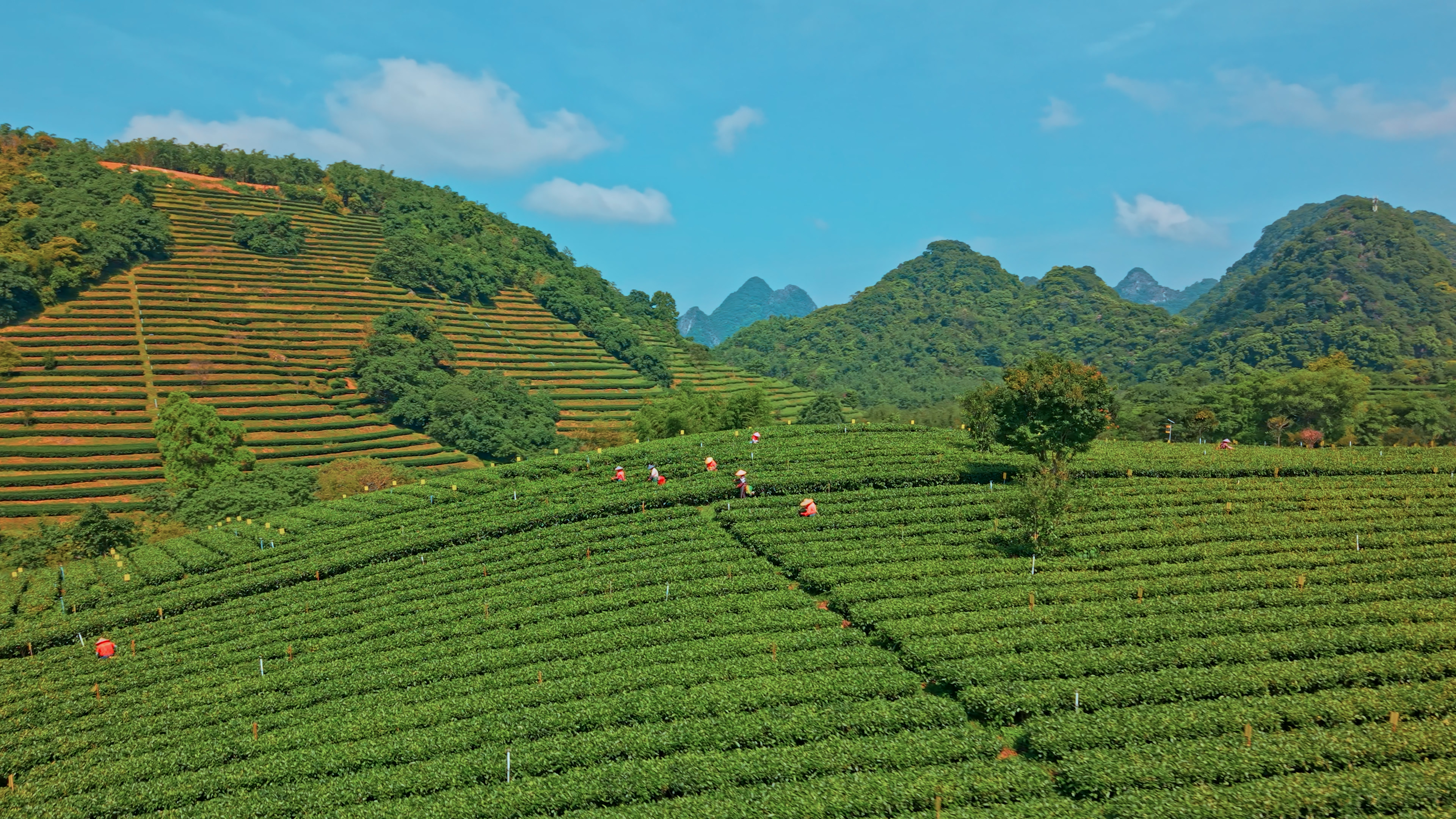 英德红茶1