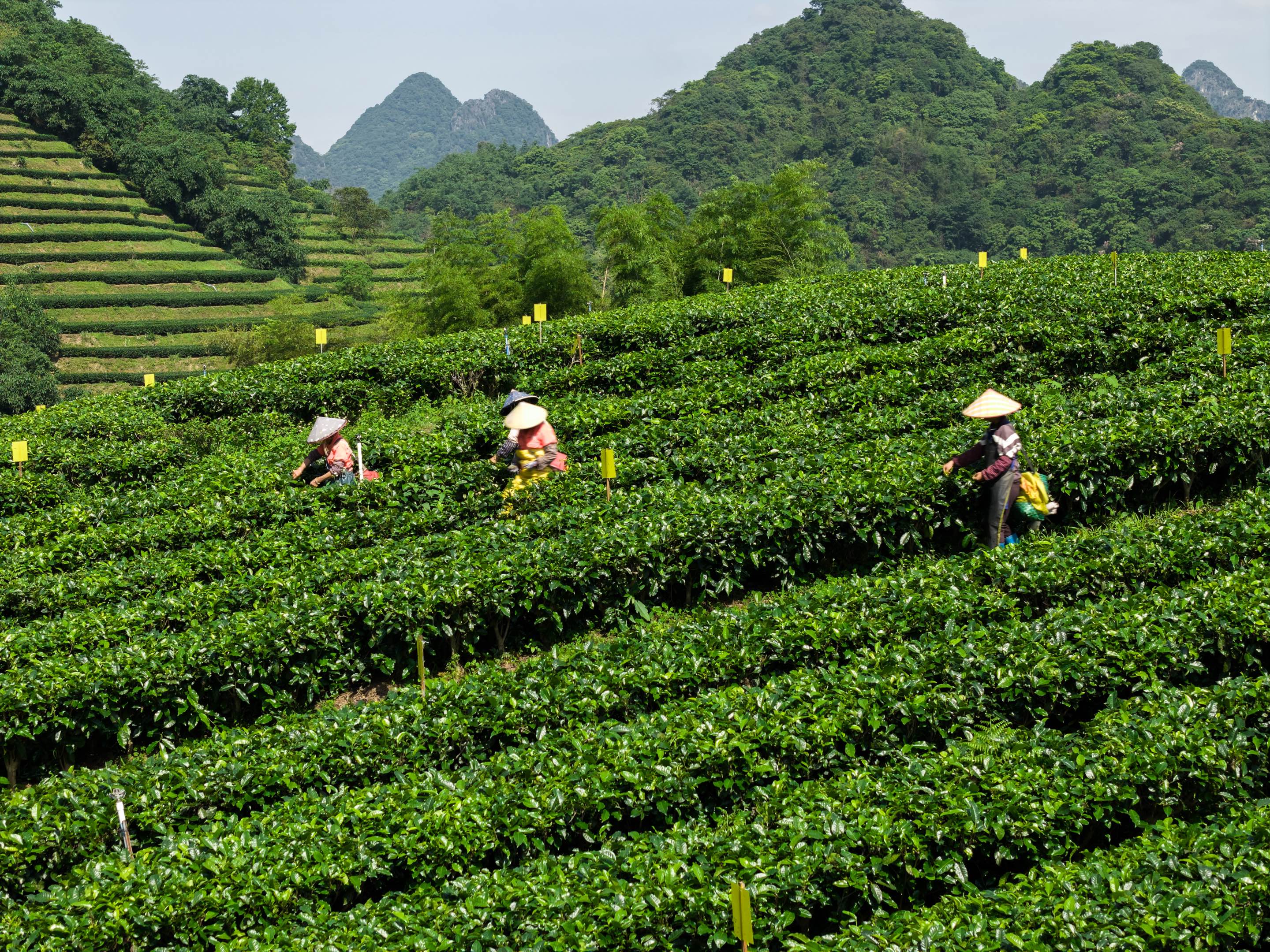 英德红茶3